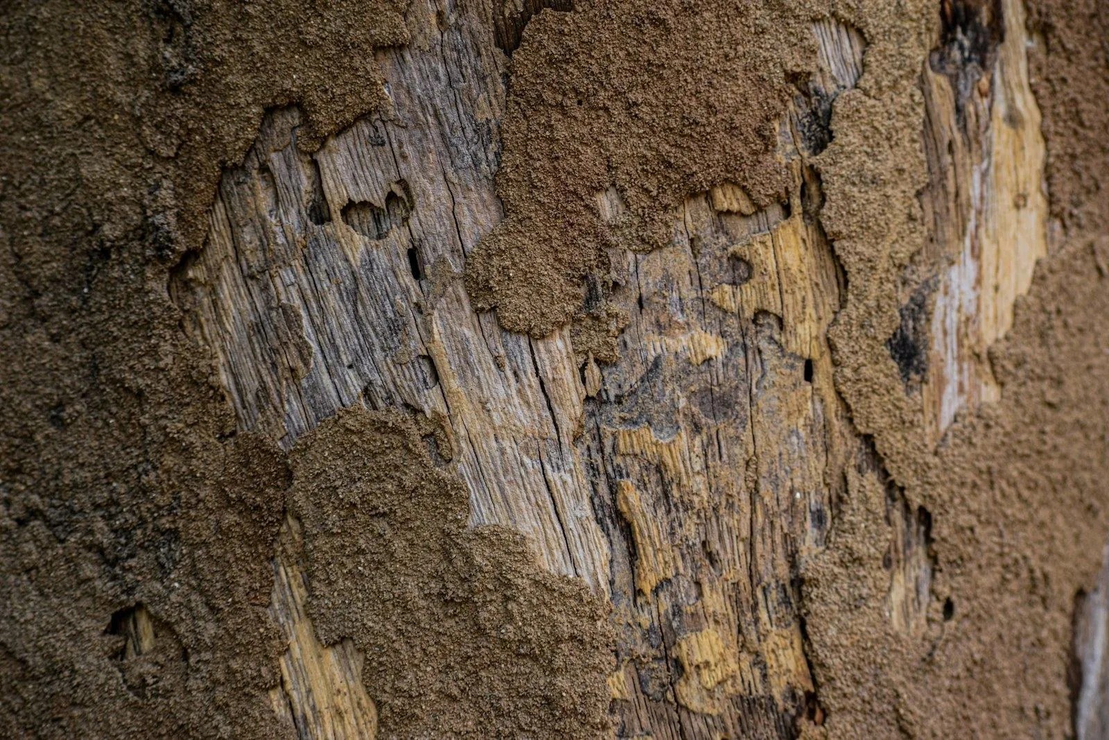 Wood eaten away by subterranean termites and crusted with their mud